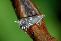 Glyphipterix simplicella